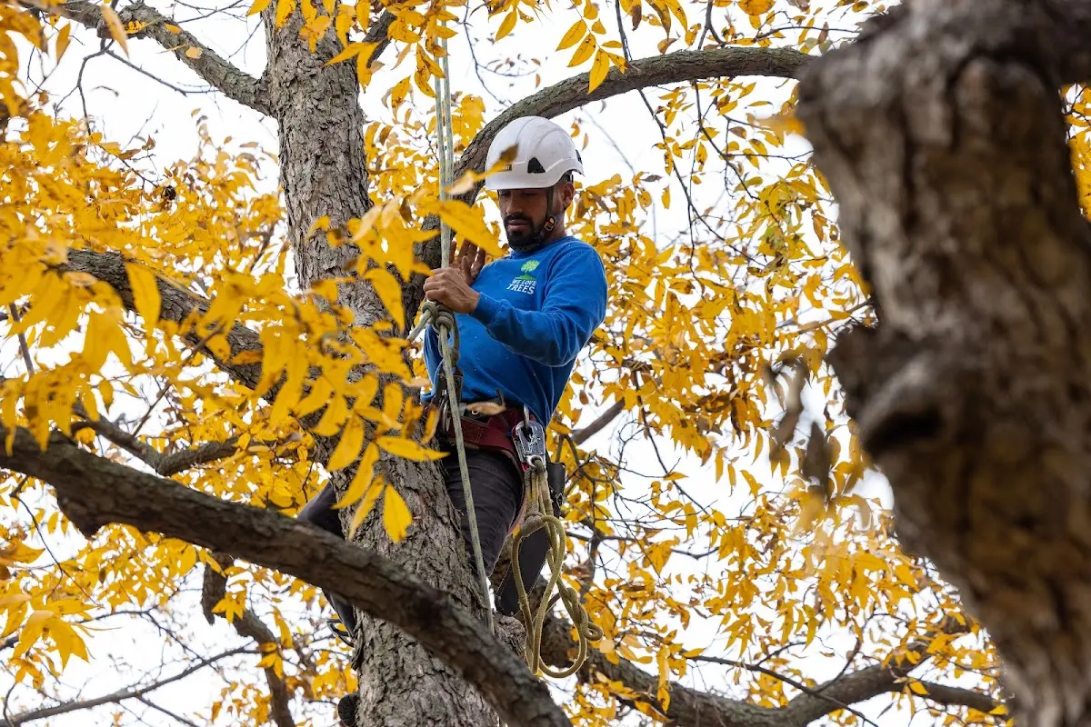 Skilled Dead Tree Removal crew working in Stone